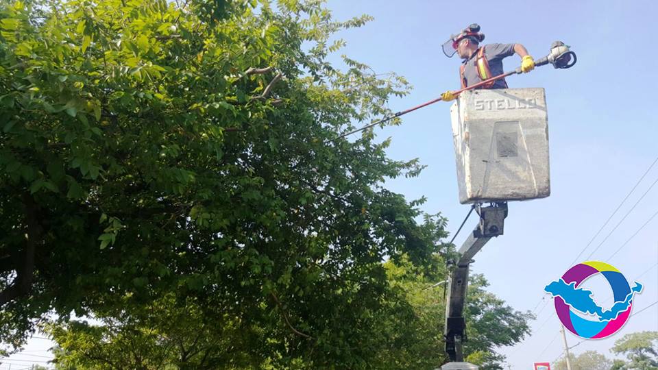 Realizan poda de árboles y retiro de maleza en camellones y terrenos de La Villa