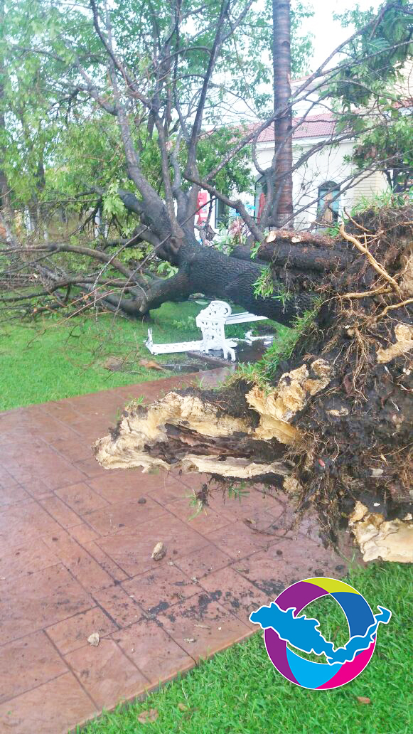 Retiran árboles y realizan limpieza de avenida Providencia; resultado de la lluvia